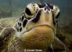 Hey Dude! Green Turtle. by Daniel Sasse 